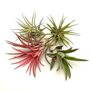 MIX: Brach Var. Multiflora, Ionantha Rood, 2x Ionantha Rubra Large