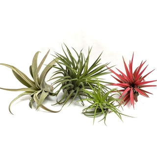 MIX: Capitata Medium, Rubra XL, Fuego Large, Ionantha Rood