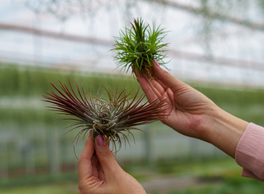 Over Ons Onze Airplants