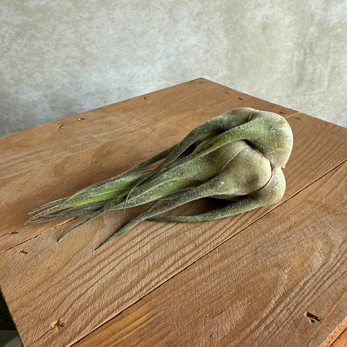 Tillandsia seleriana xl