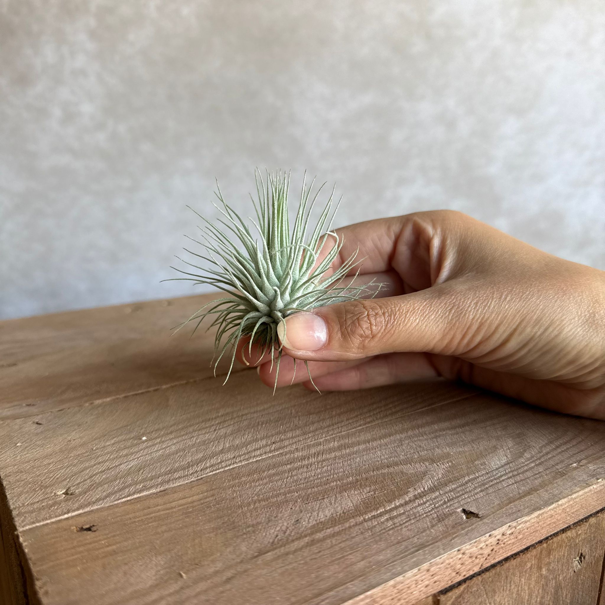 Tillandsia argentea MEXICO