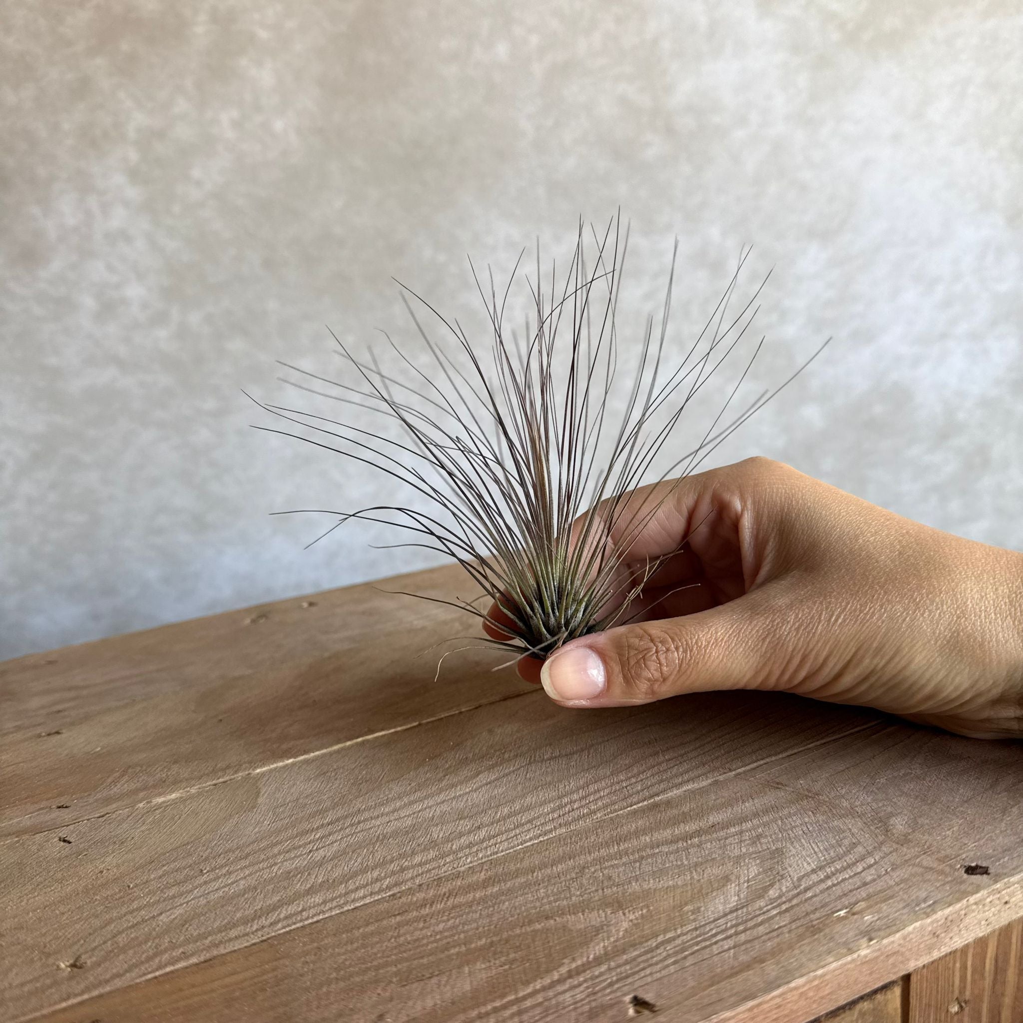 Tillandsia filifolia