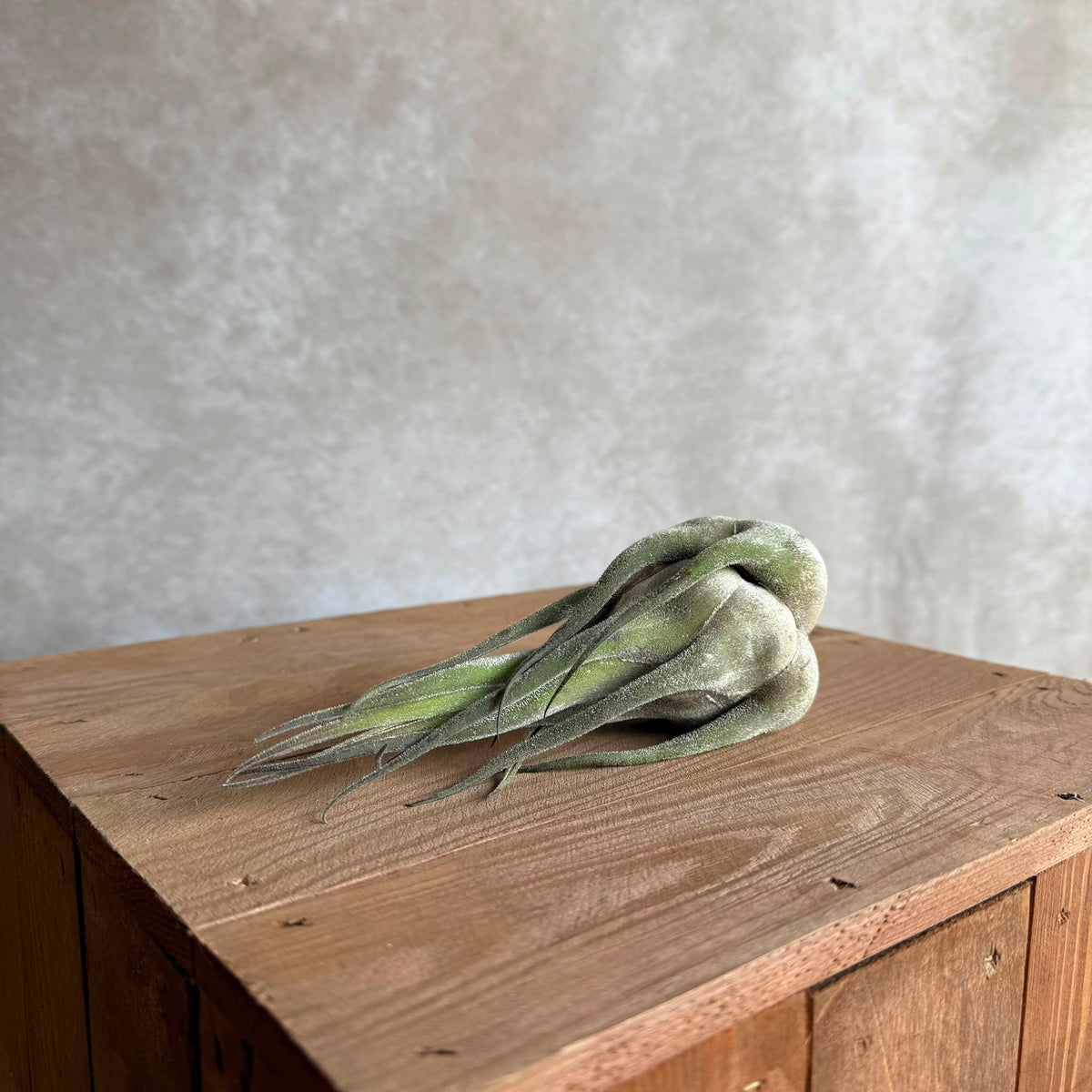 Tillandsia seleriana xl