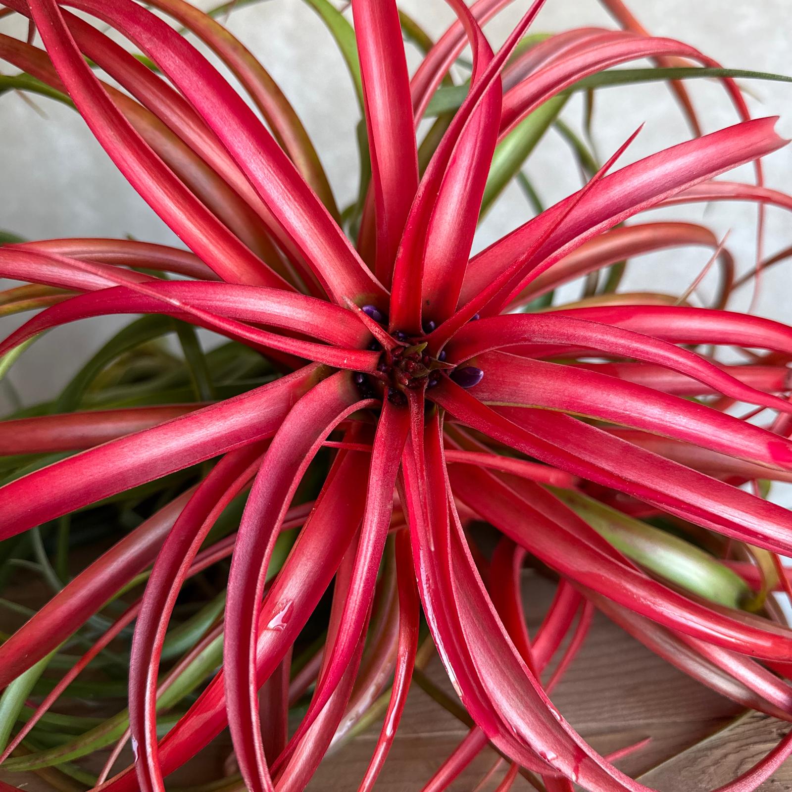 Tillandsia capitata red cluster (rood)