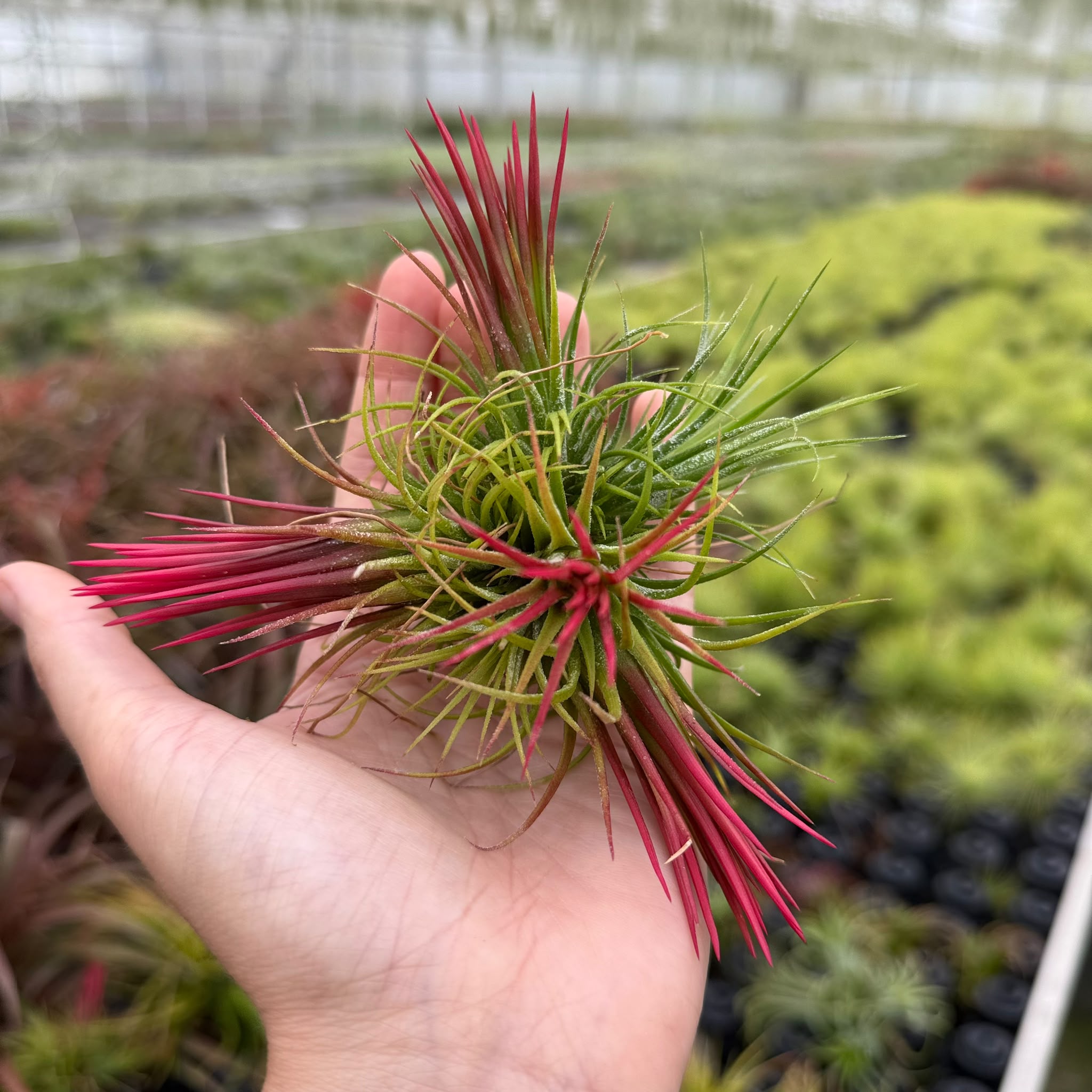 Tillandsia Ionantha fuego (CLUSTER)