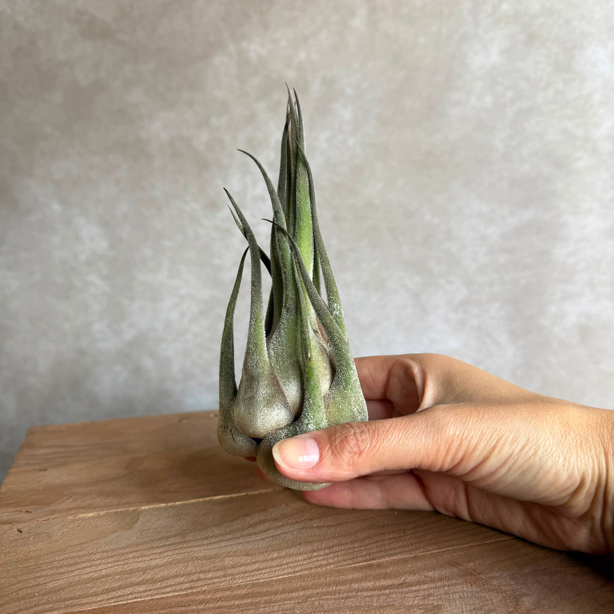 Tillandsia seleriana xl
