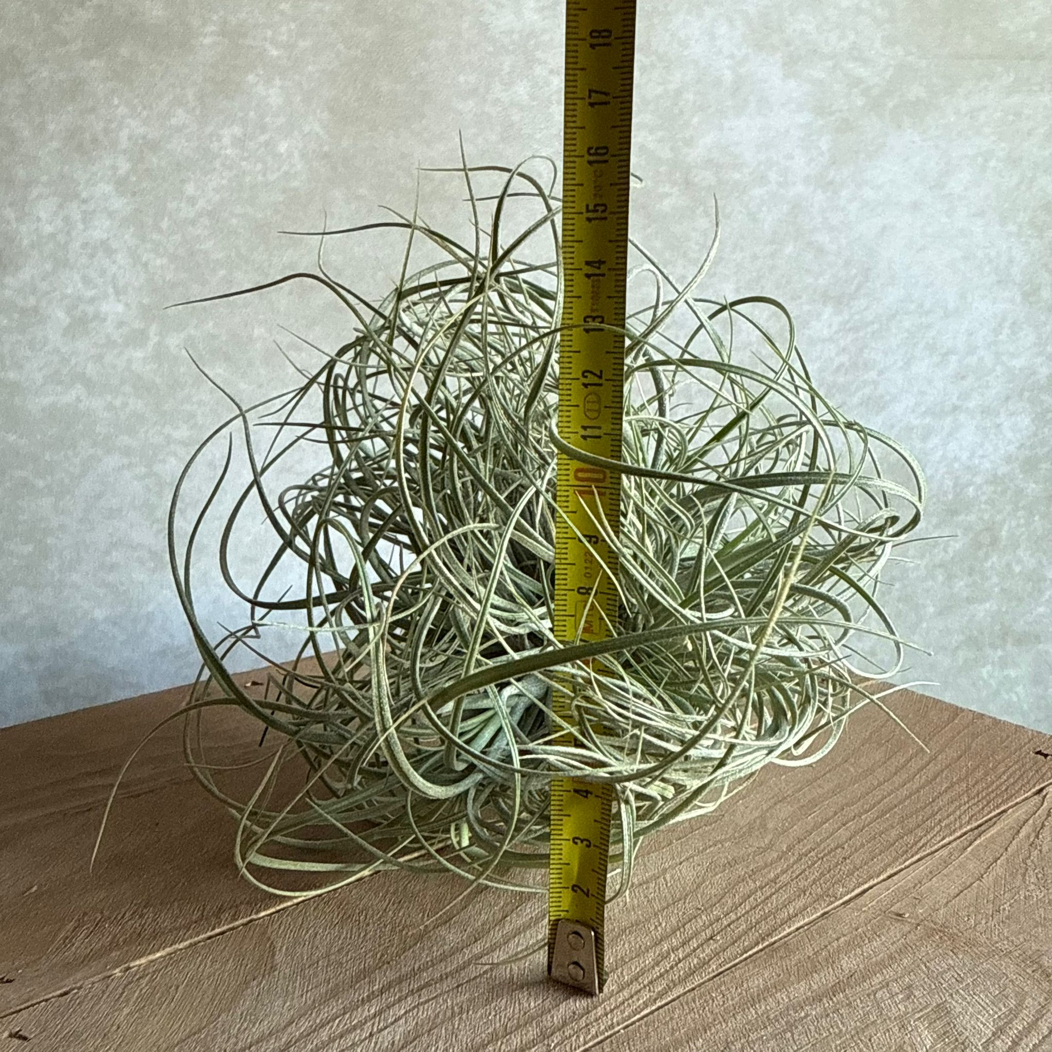 Tillandsia rectifolia cluster