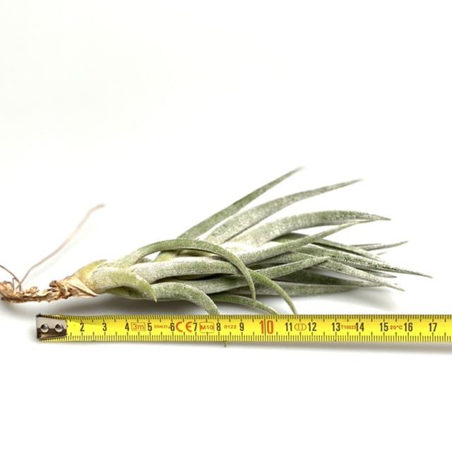 Tillandsia Mitlaensis