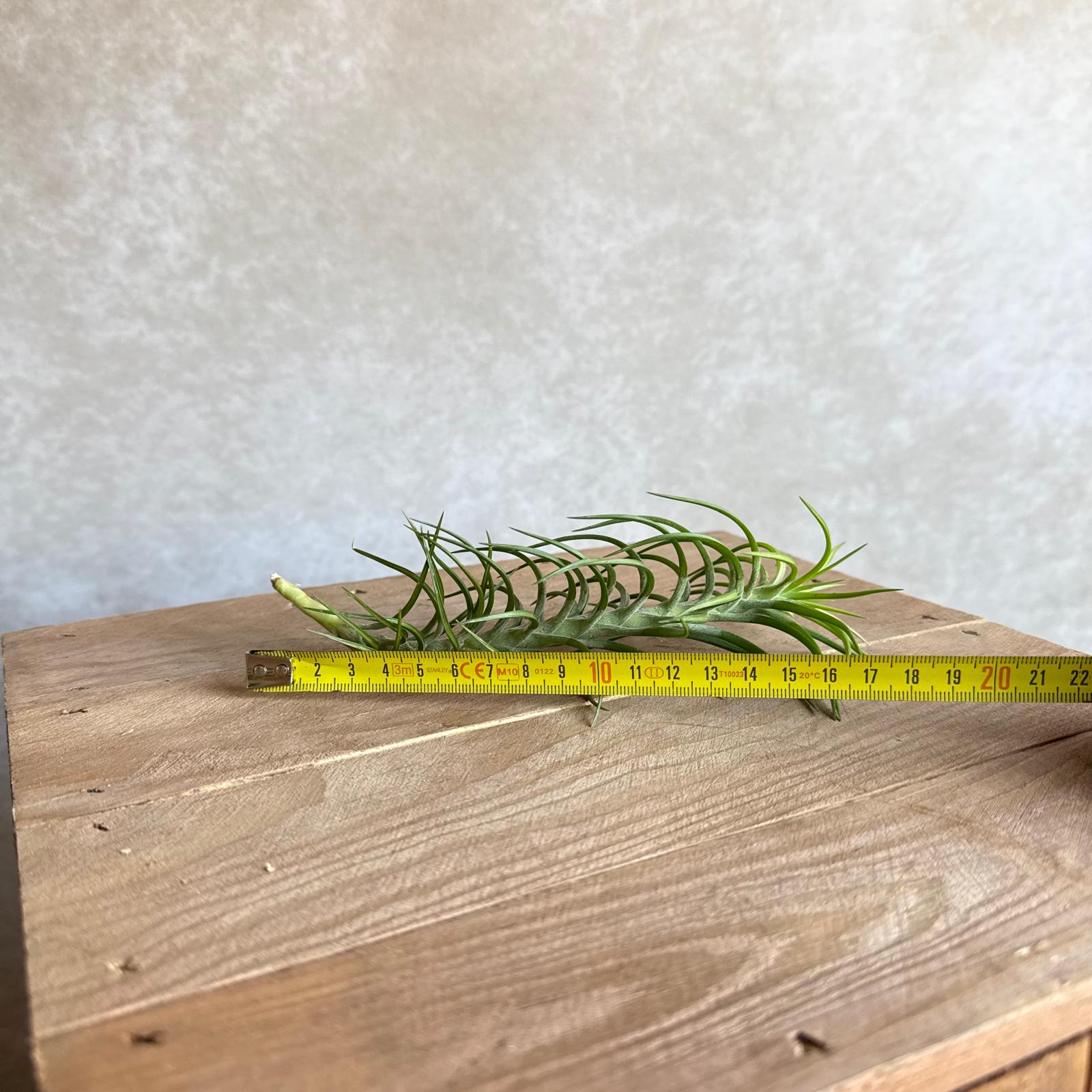 Tillandsia araujei