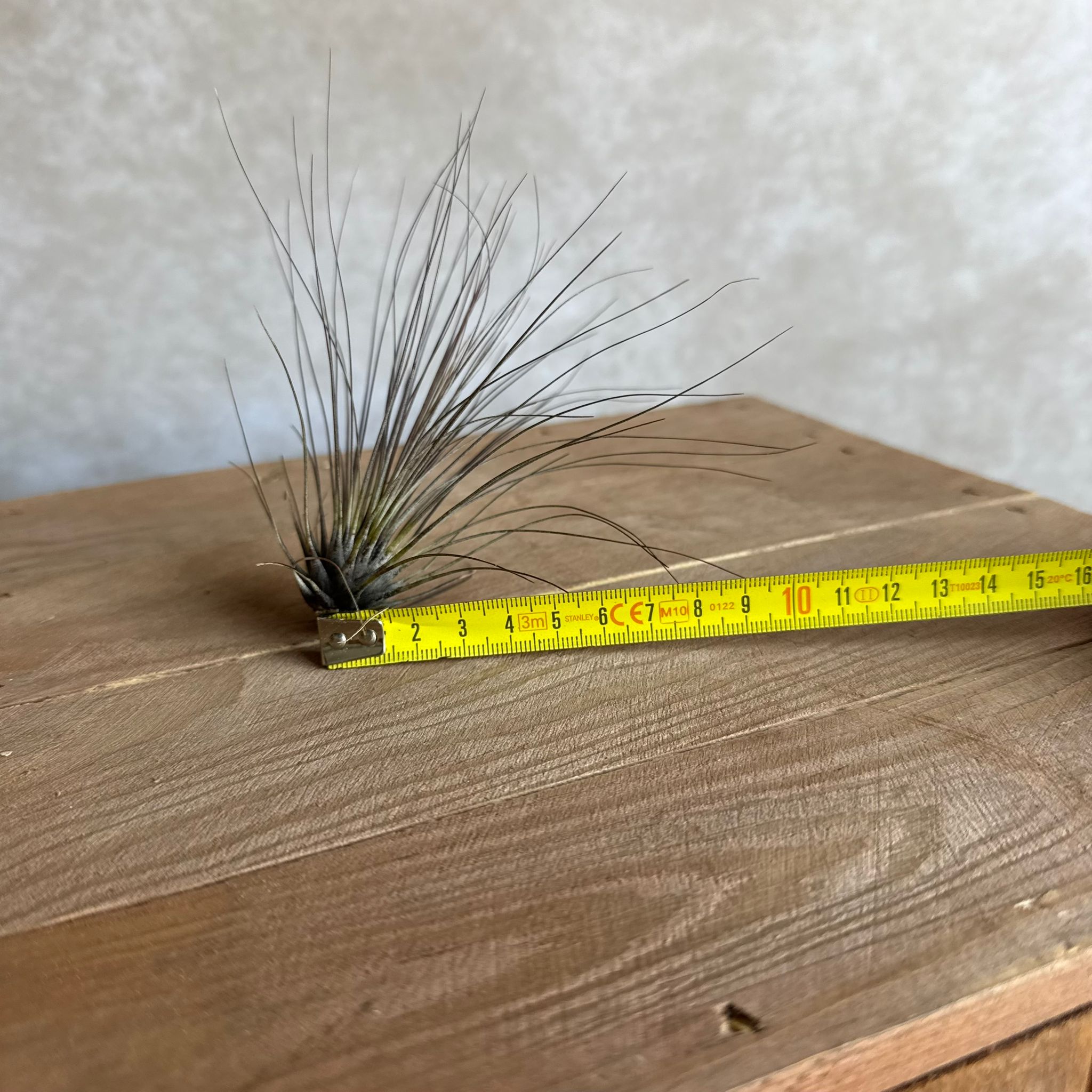 Tillandsia filifolia