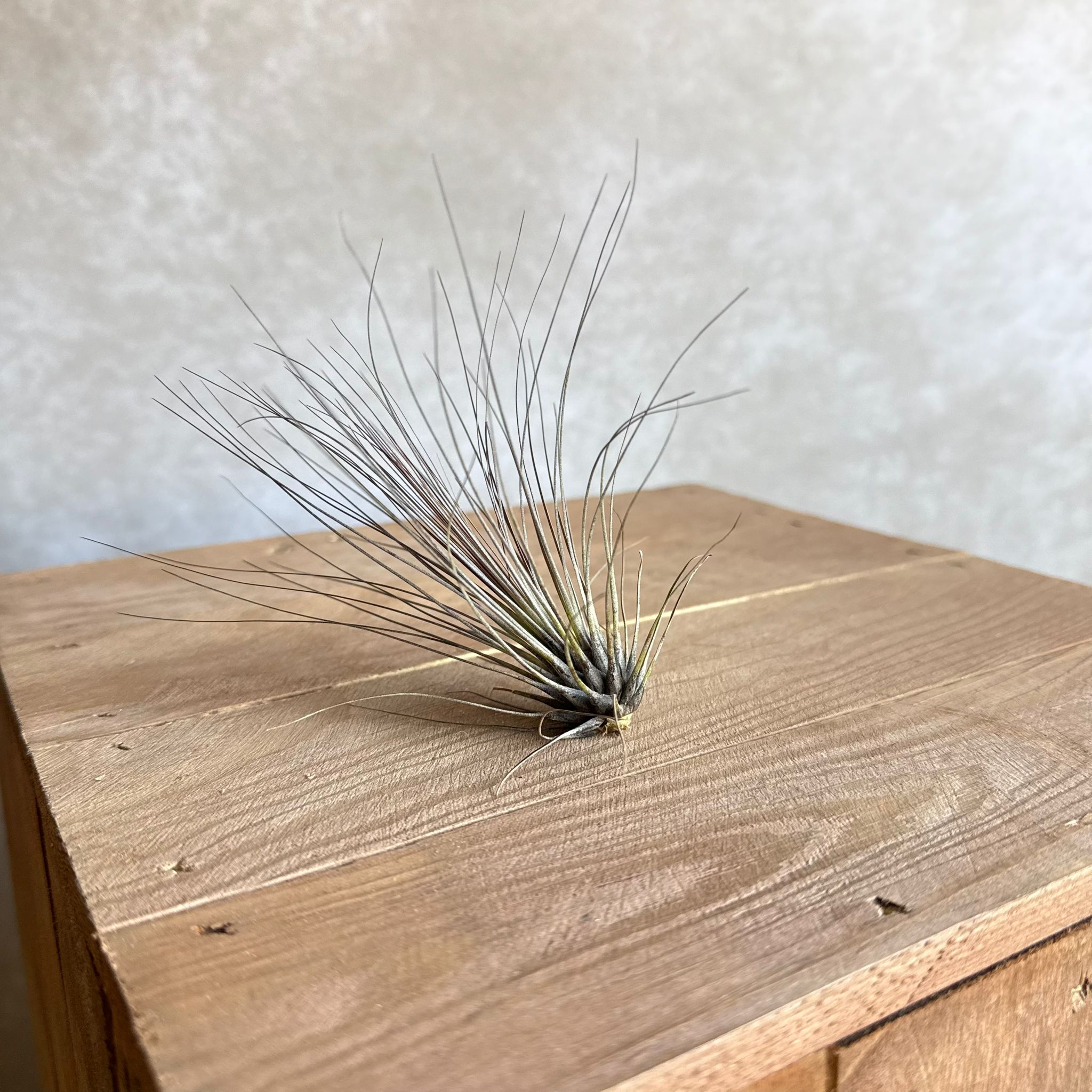 Tillandsia filifolia