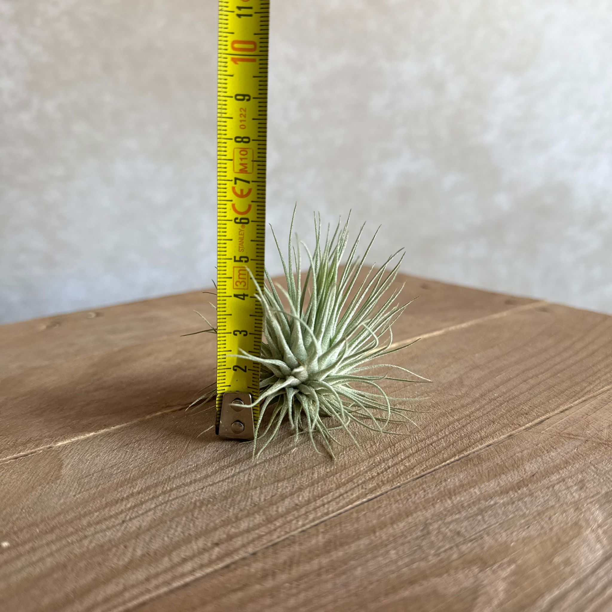 Tillandsia argentea MEXICO