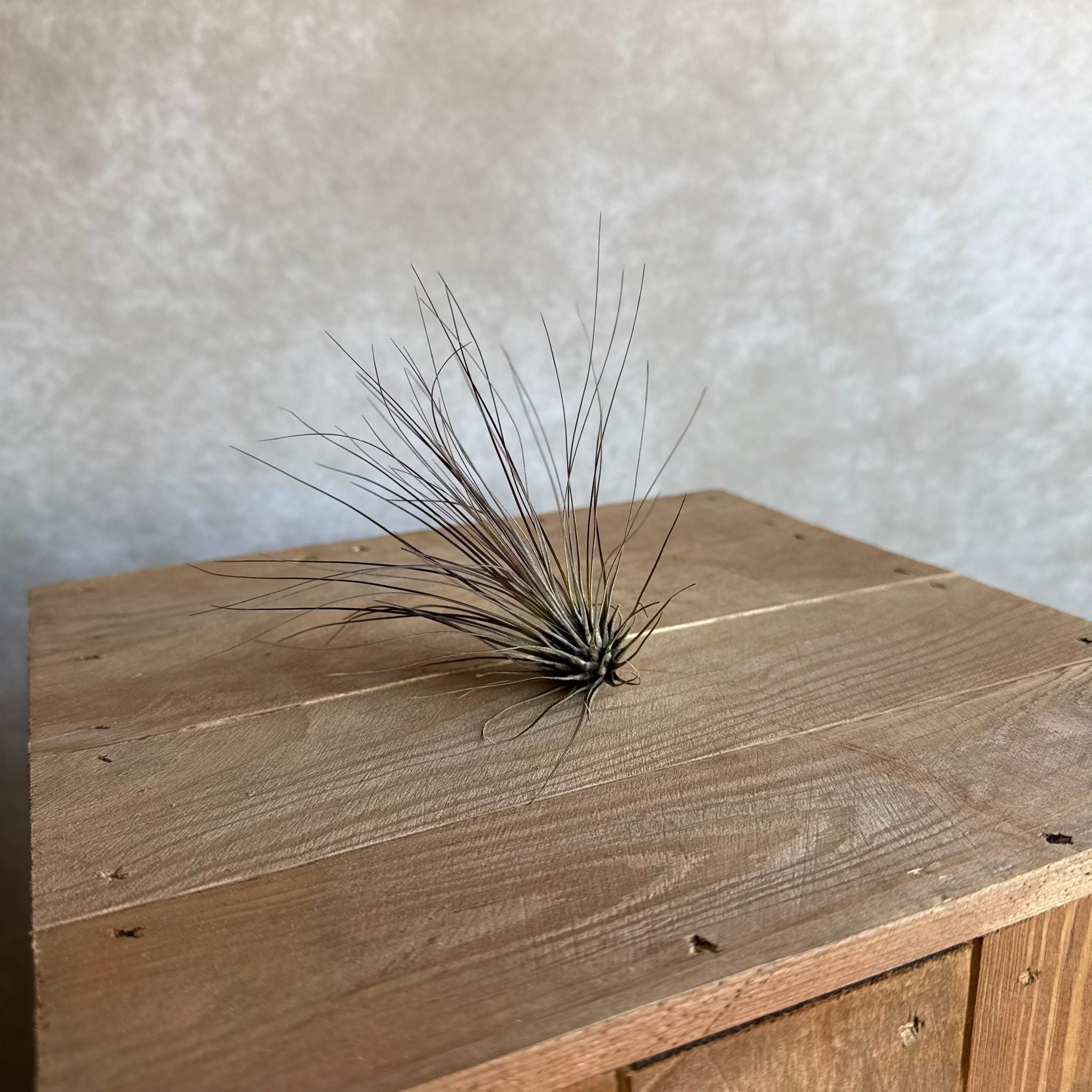 Tillandsia filifolia