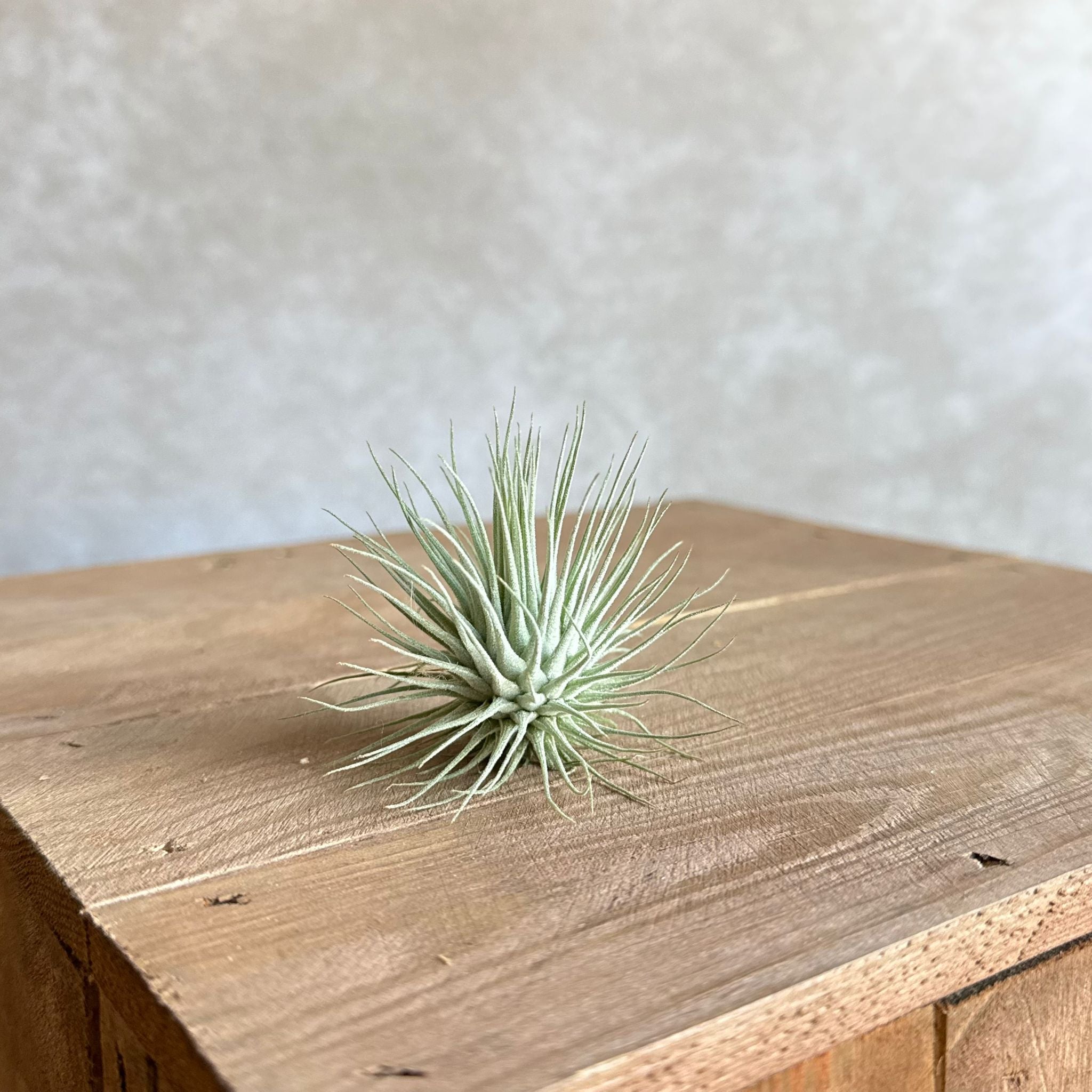 Tillandsia argentea MEXICO