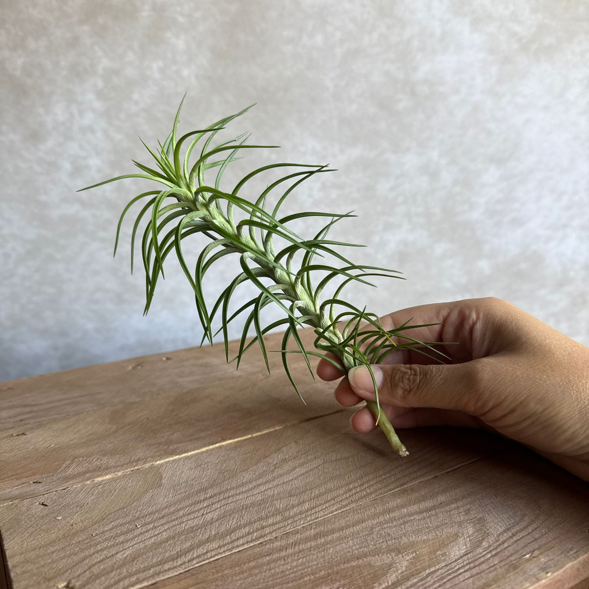 Tillandsia araujei