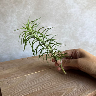 Tillandsia araujei