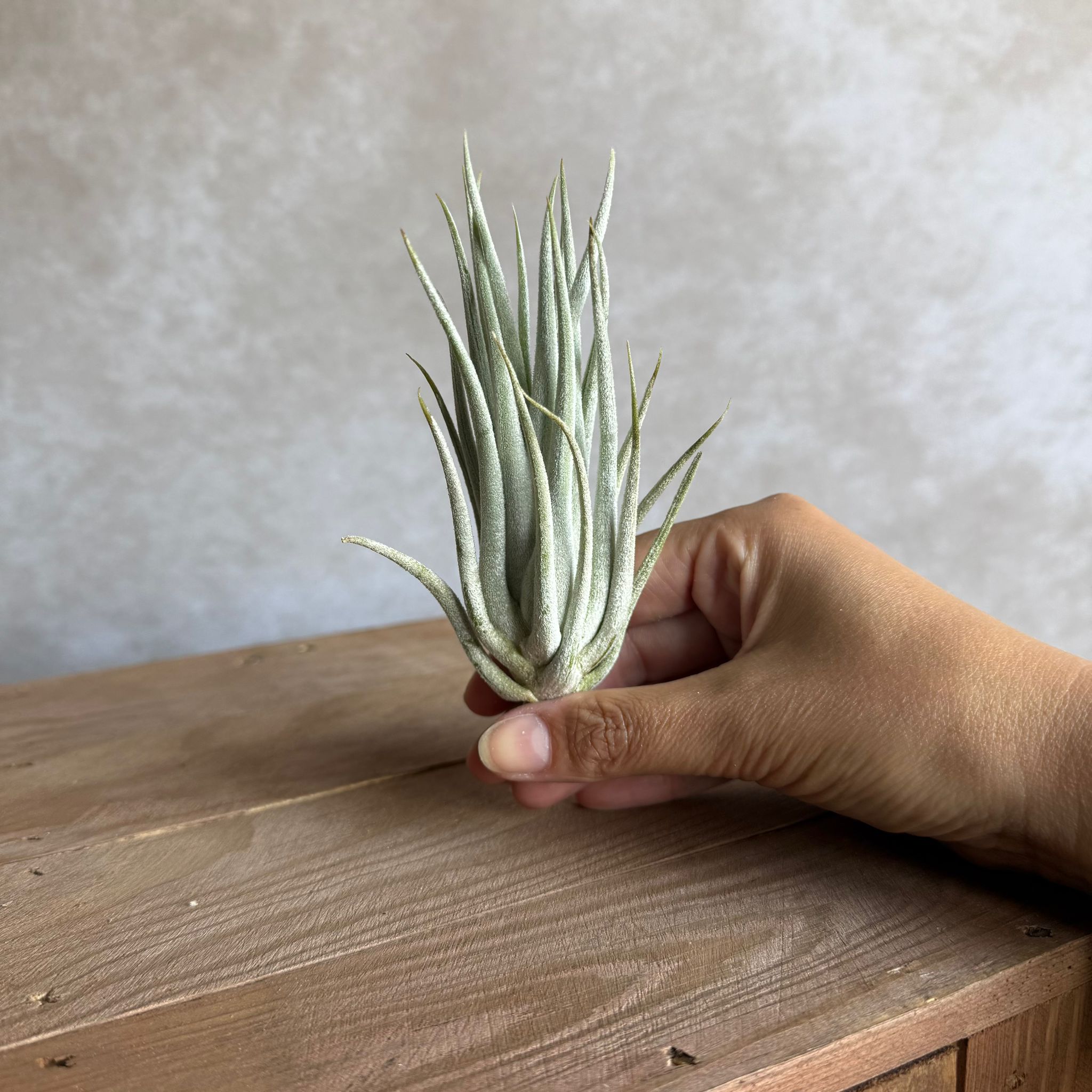 Tillandsia Mitlaensis