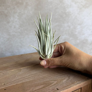 Tillandsia Mitlaensis