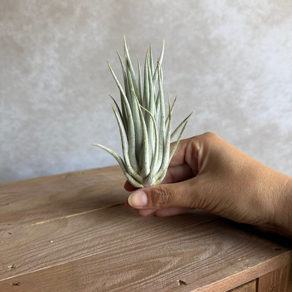 Tillandsia Mitlaensis