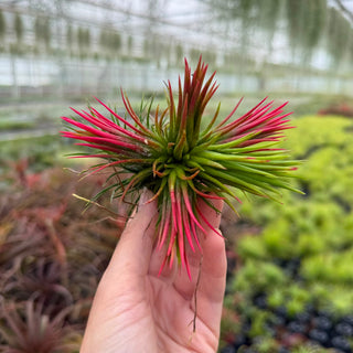 Tillandsia Ionantha fuego (CLUSTER)