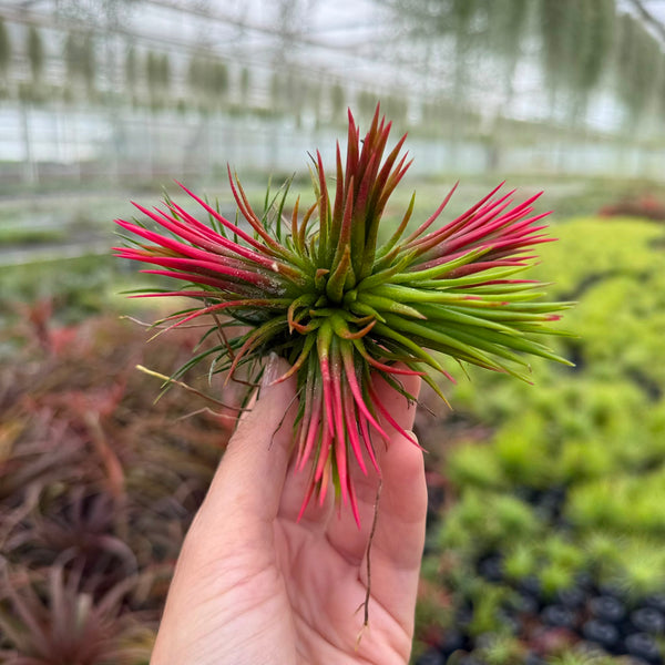 Tillandsia Ionantha fuego (CLUSTER)