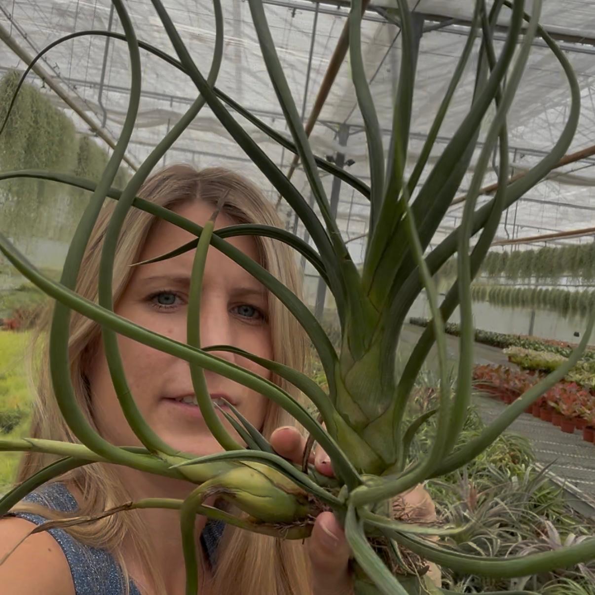 Tillandsia baileyi jumbo cluster