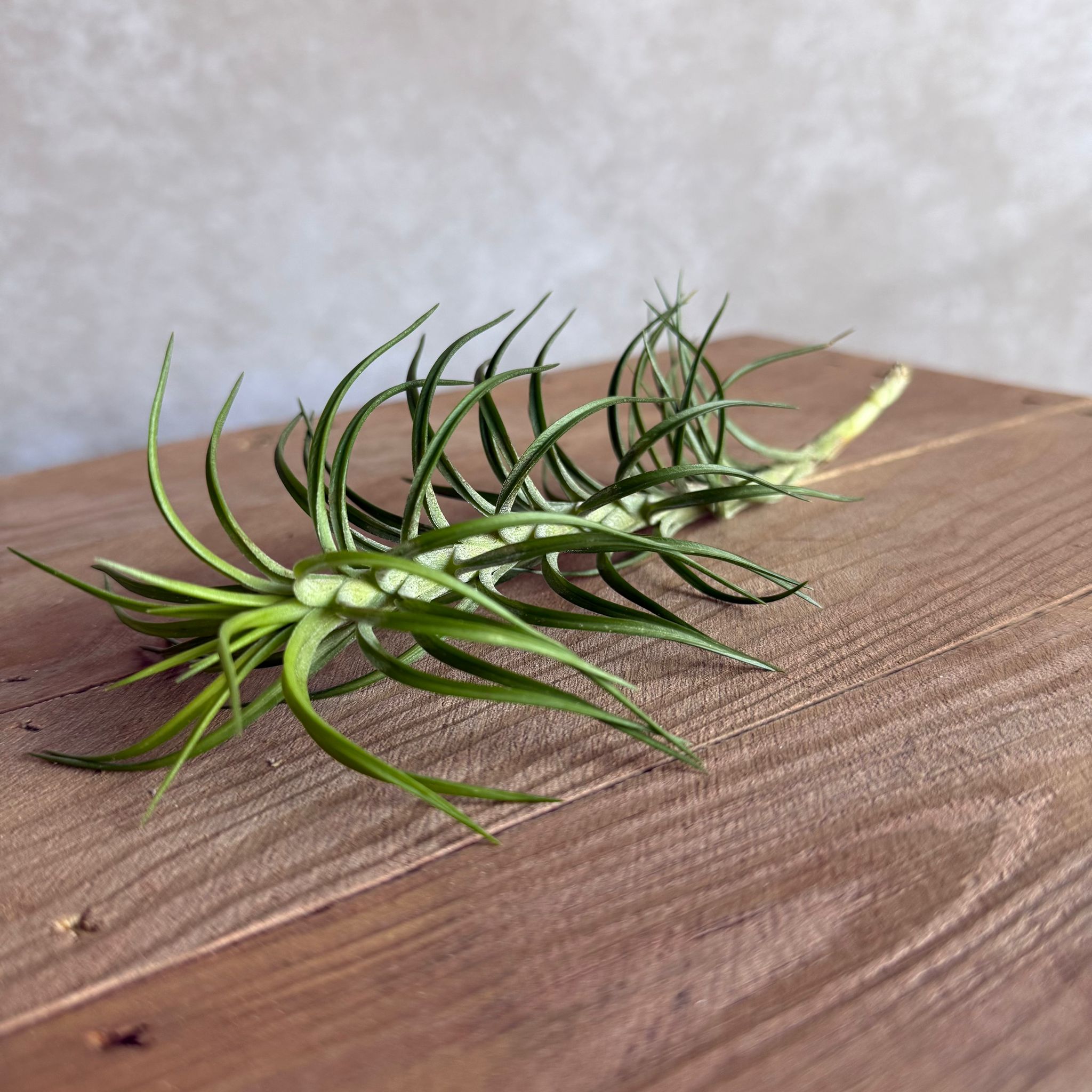 Tillandsia araujei
