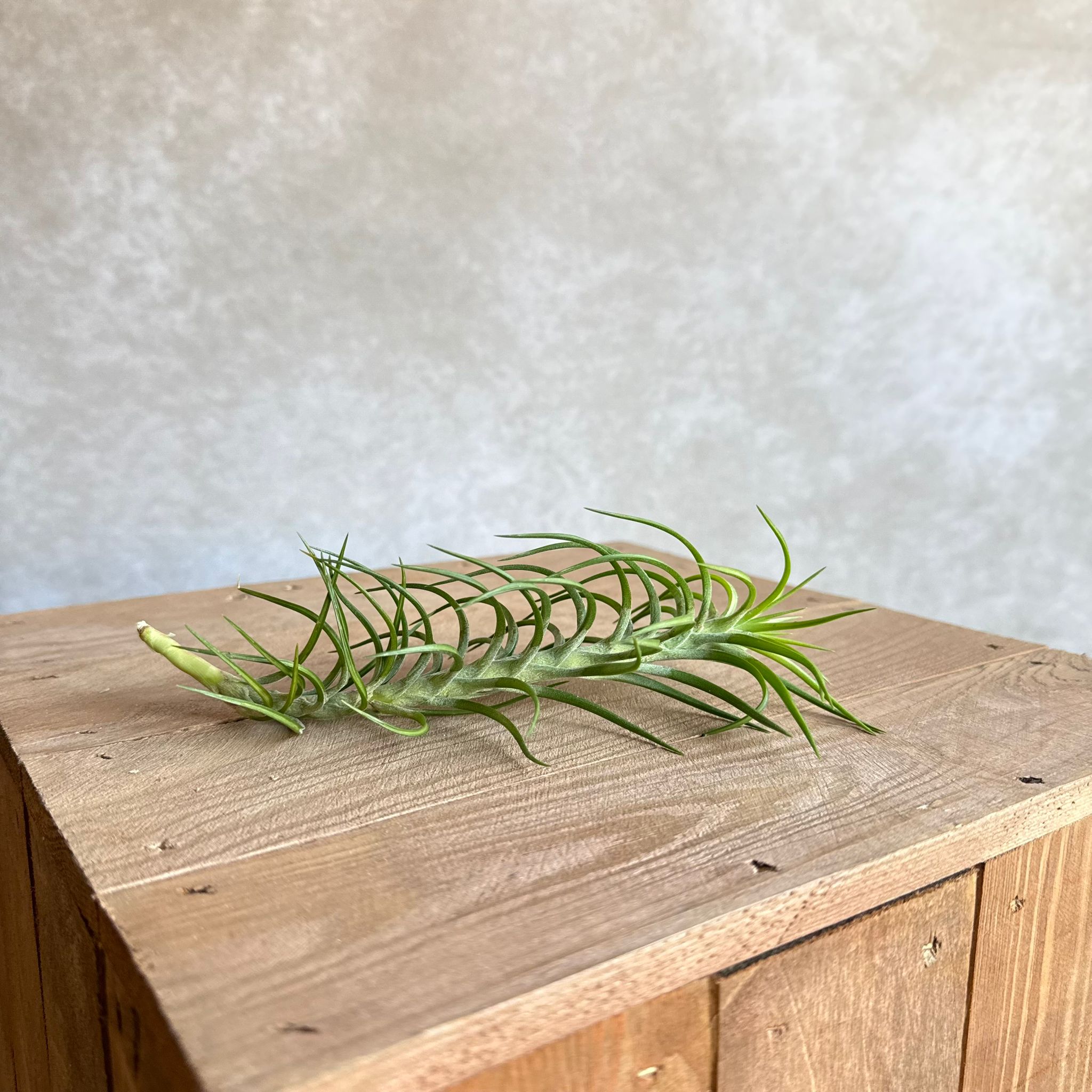 Tillandsia araujei