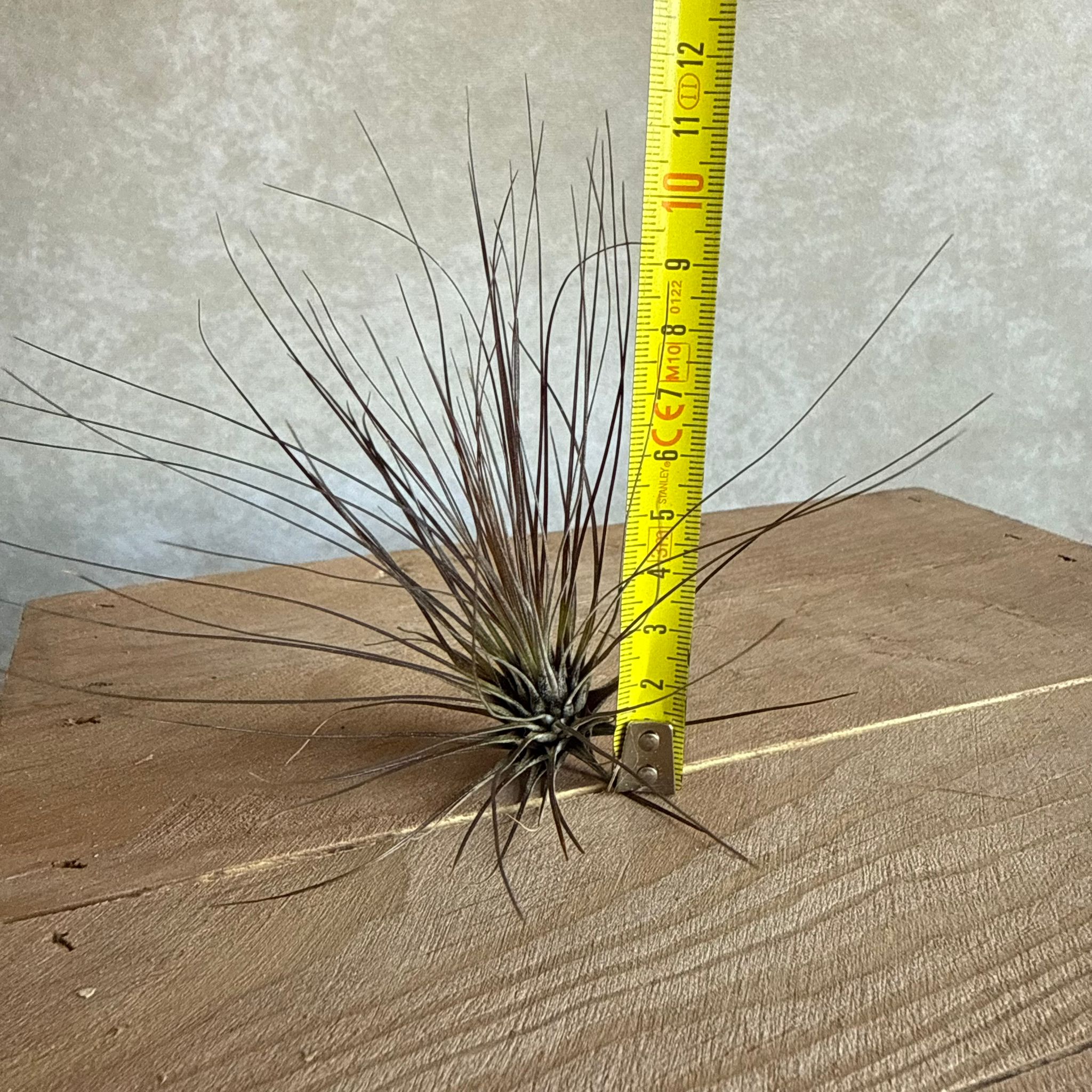 Tillandsia filifolia