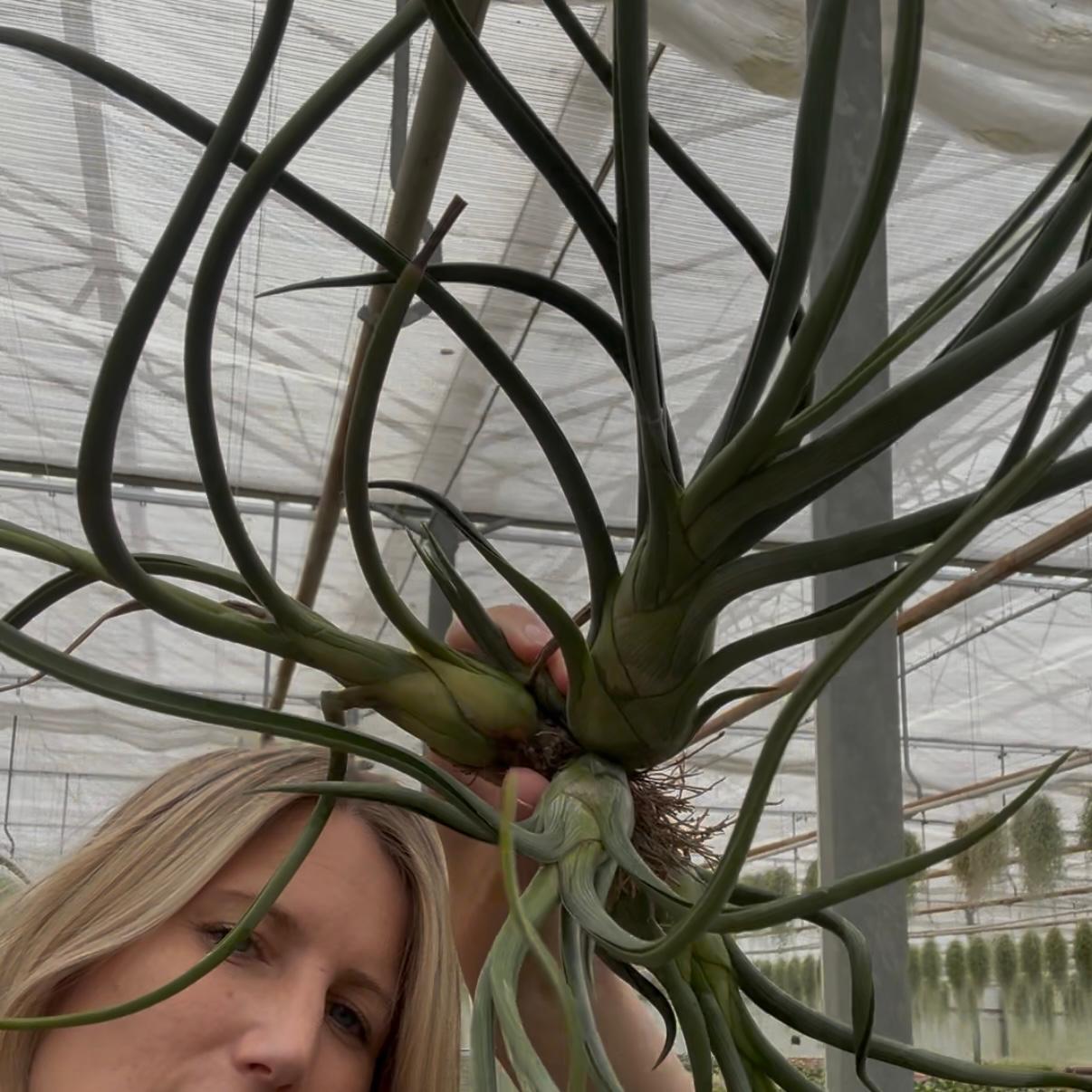 Tillandsia baileyi jumbo cluster