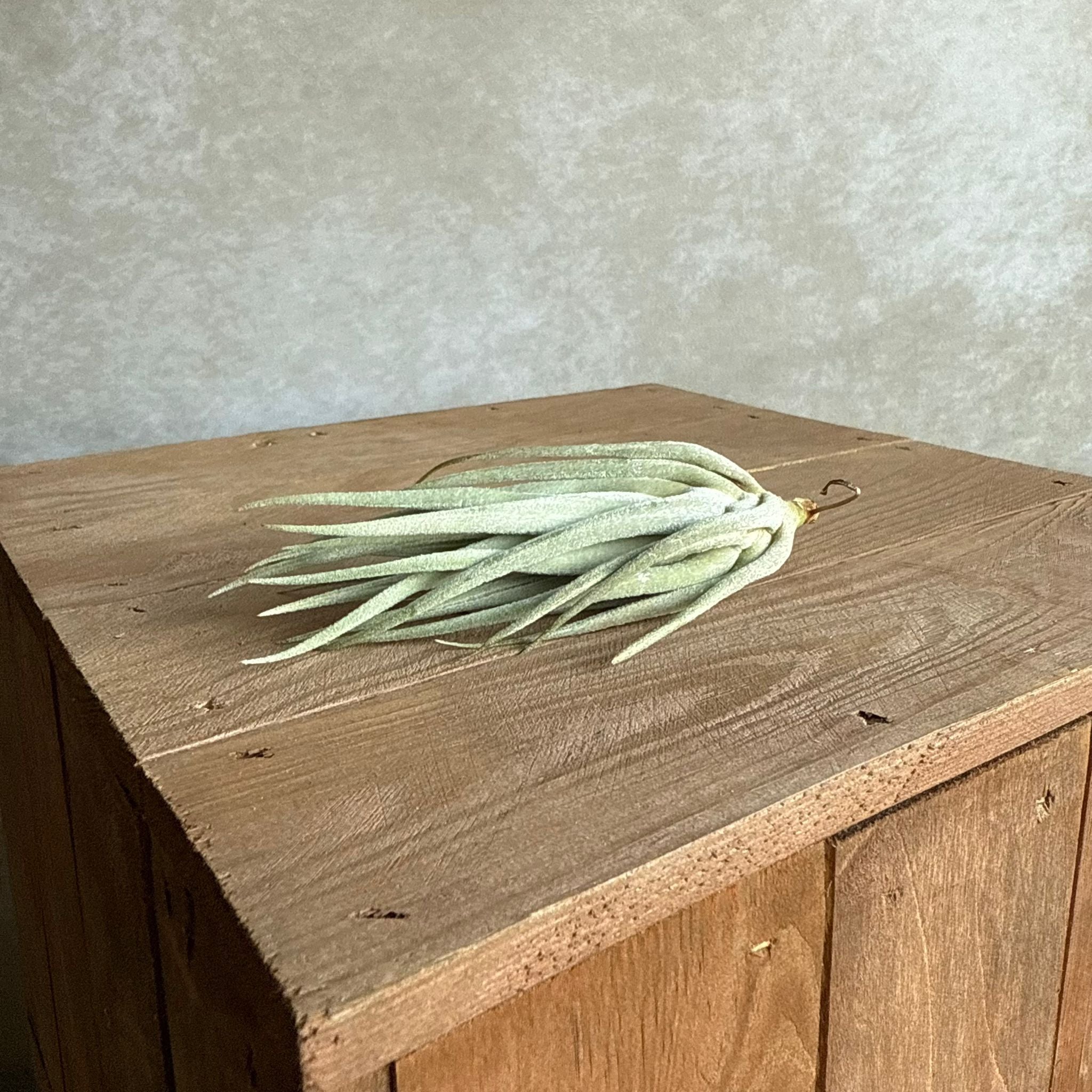 Tillandsia Mitlaensis