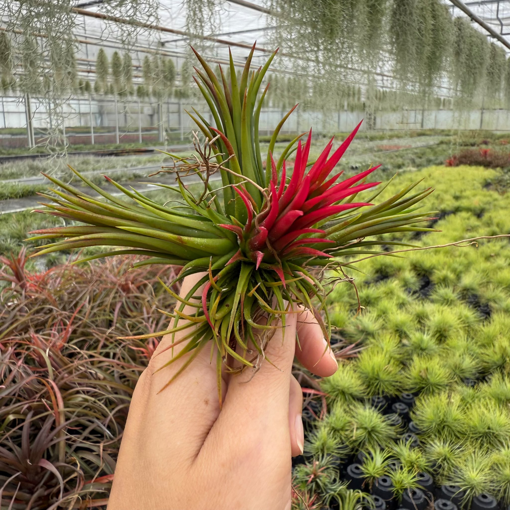 Tillandsia Ionantha fuego (CLUSTER)