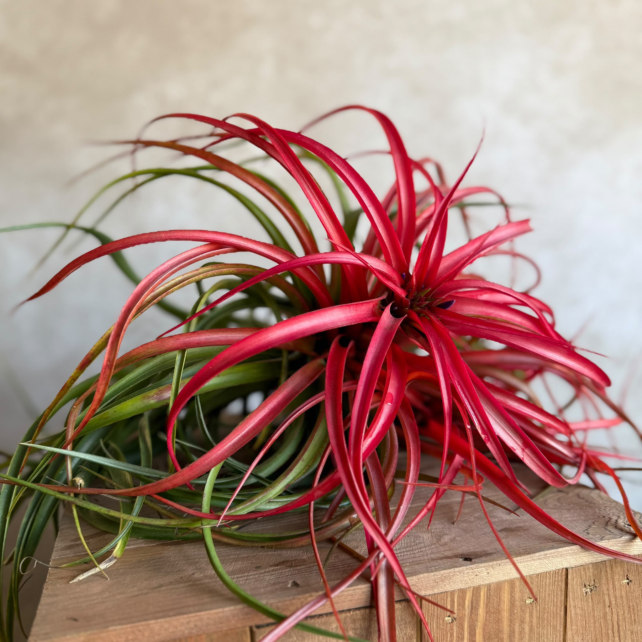 Tillandsia capitata red cluster (rood)