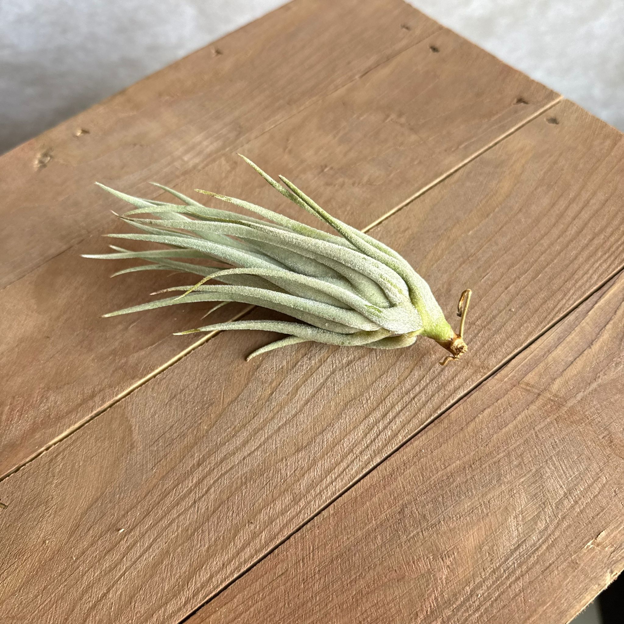 Tillandsia Mitlaensis