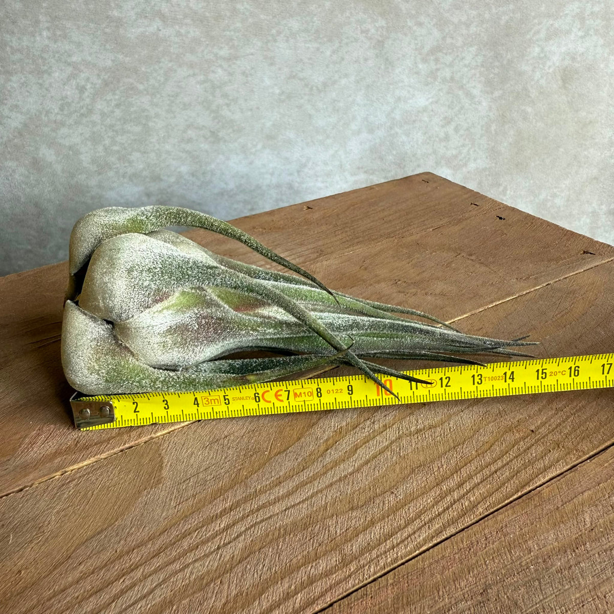 Tillandsia seleriana xl