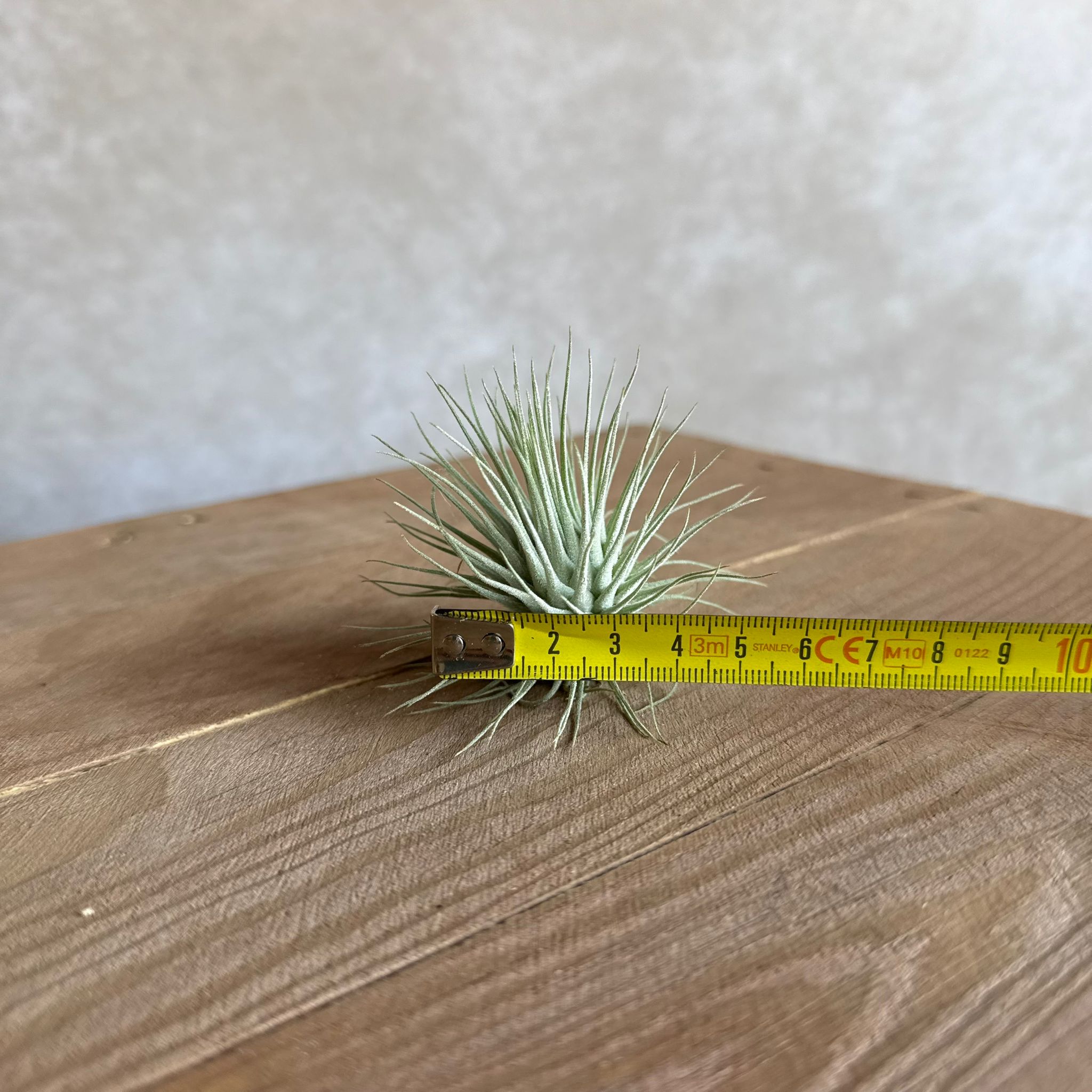 Tillandsia argentea MEXICO