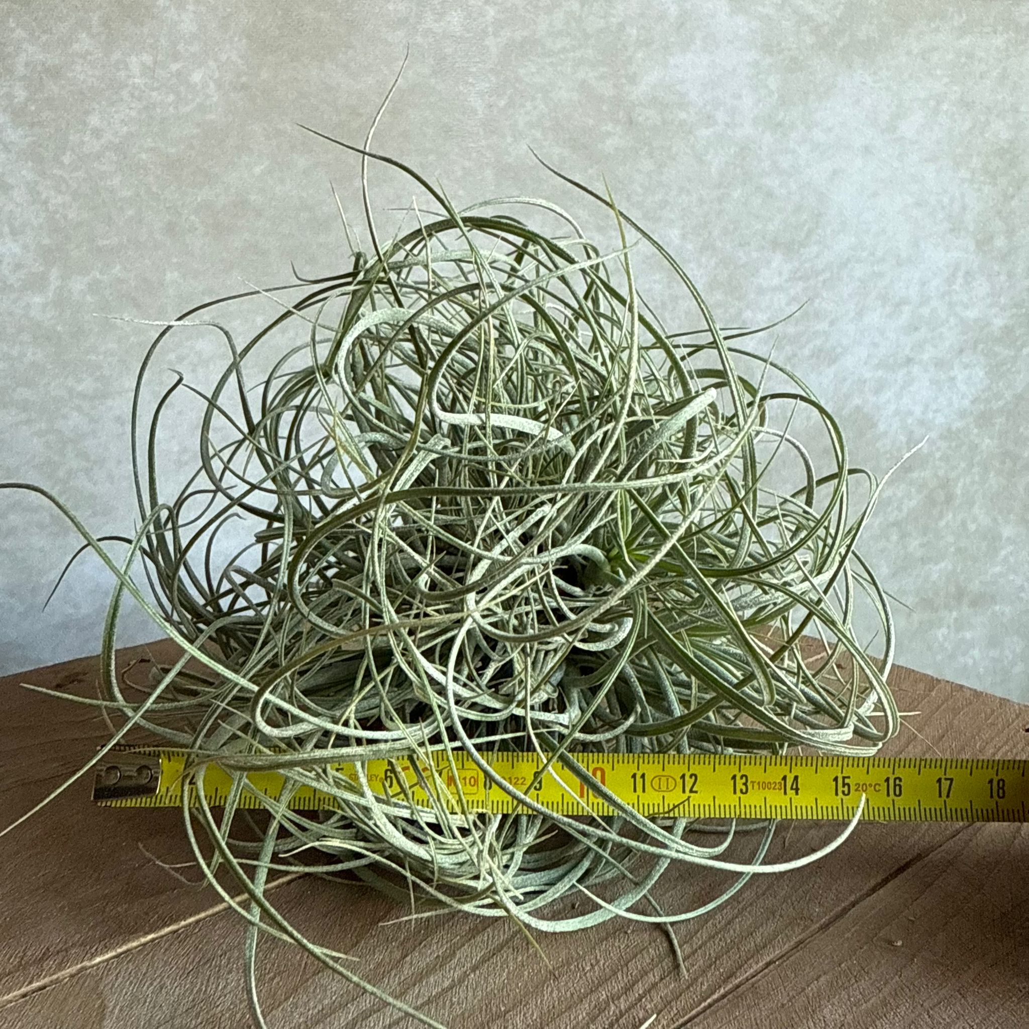 Tillandsia rectifolia cluster
