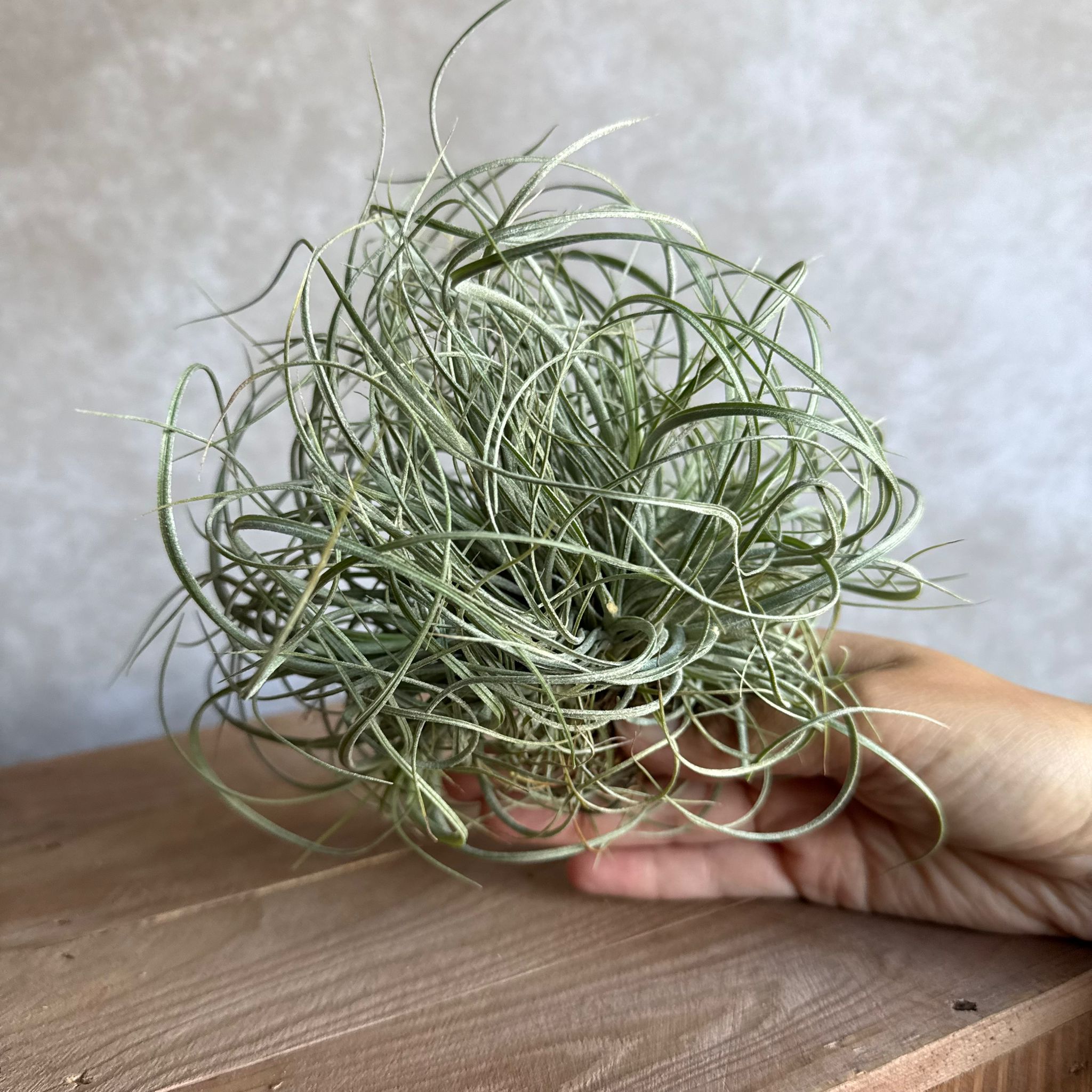 Tillandsia rectifolia cluster