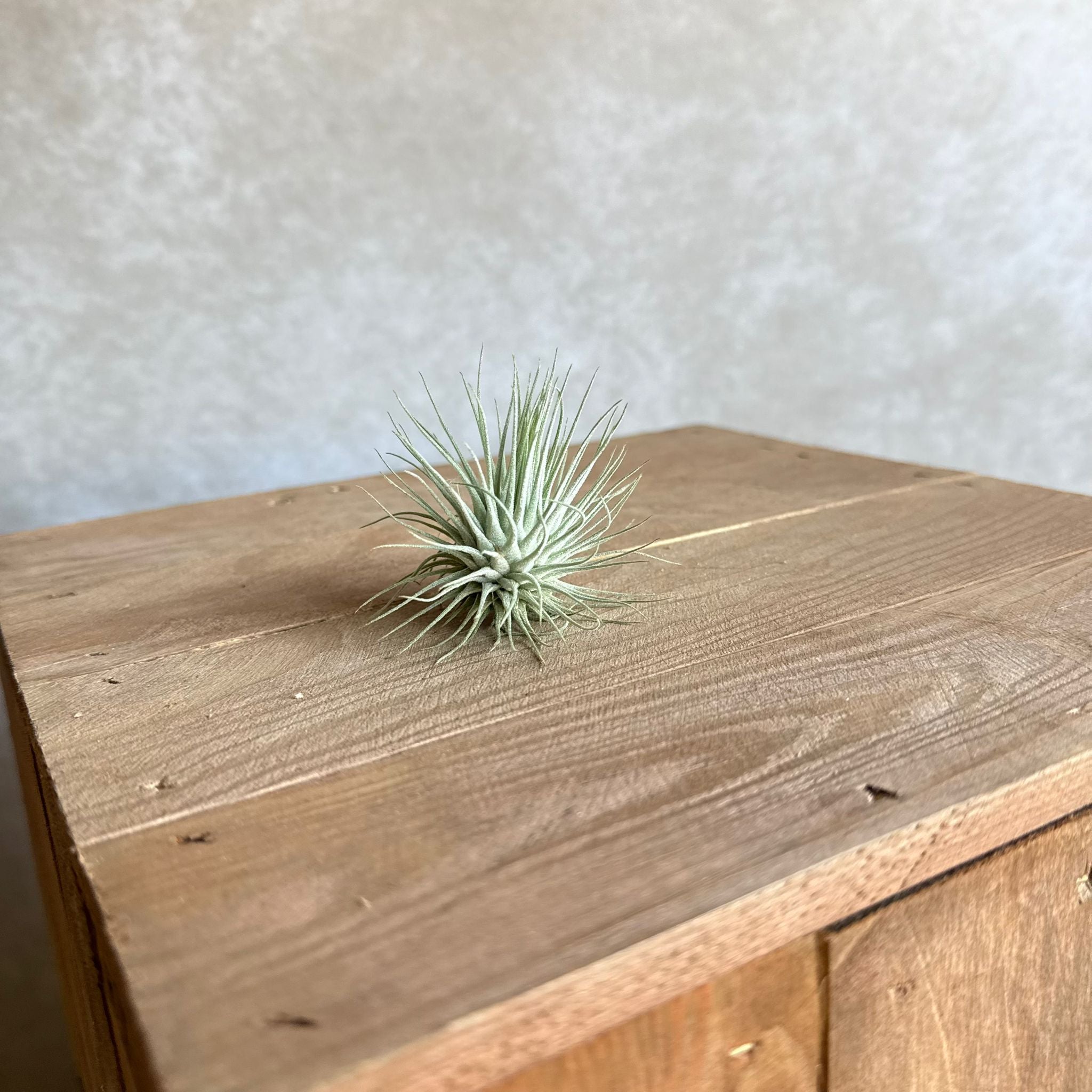 Tillandsia argentea MEXICO