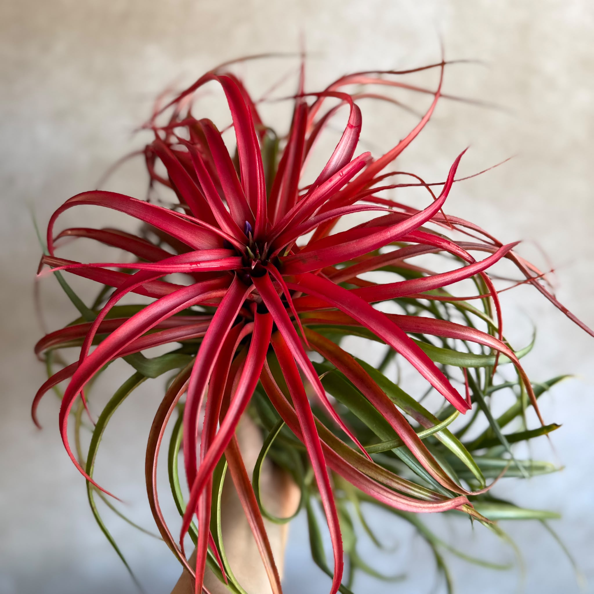 Tillandsia capitata red cluster (rood)