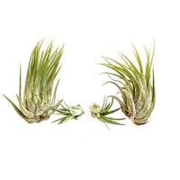 Tillandsia ionantha scaposa