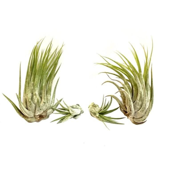 Tillandsia ionantha scaposa