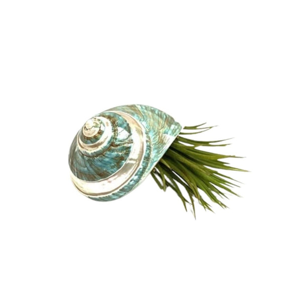 Schelp Parelmoer Met Tillandsia Ionantha Xl