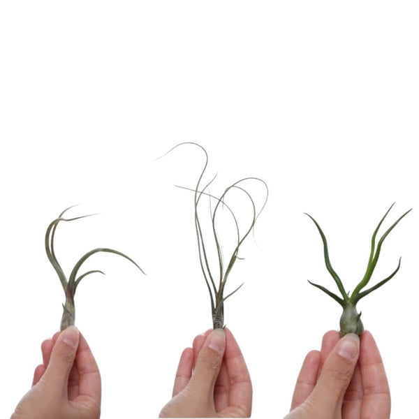 Tillandsia butzii Tillandsia bulbosa en Tillandsia baileyi