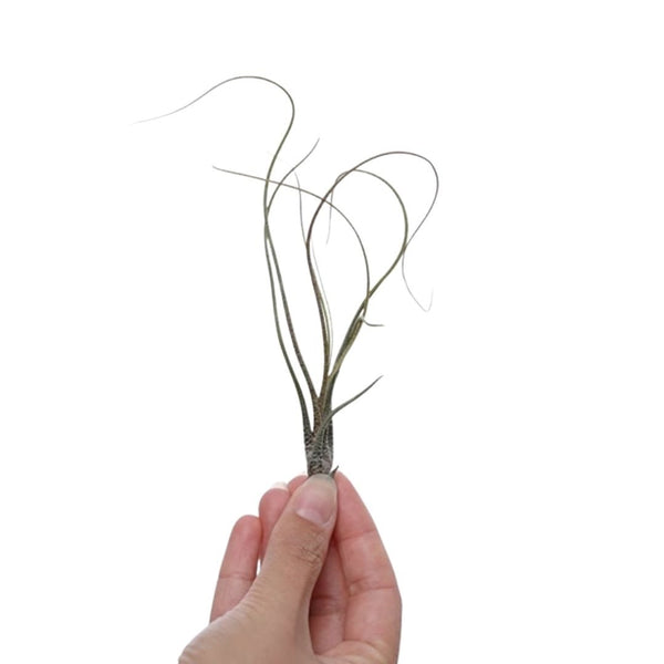 Tillandsia Butzii