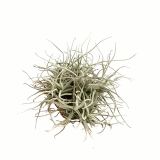 Tillandsia Chusgonensis