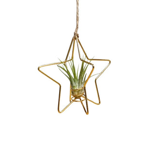 X-Mas Star Goud met Tillandsia