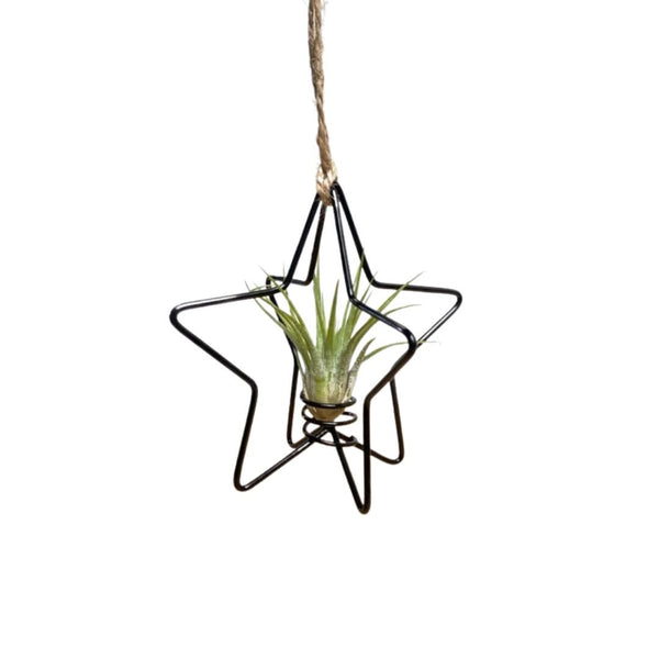 X Mas Star Zwart Met Tillandsia