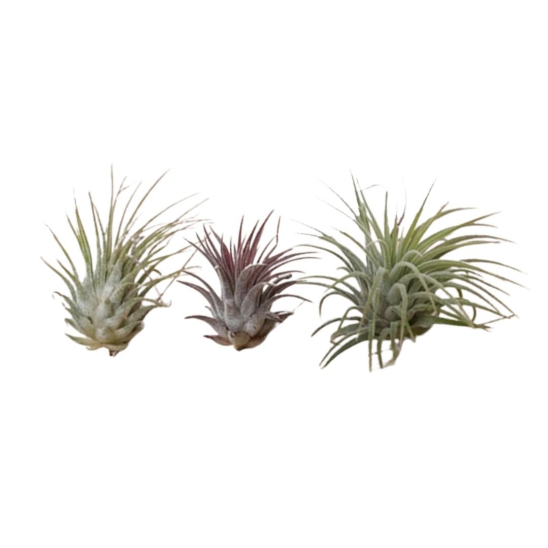 3x Tillandsia Ionantha luchtplantjes