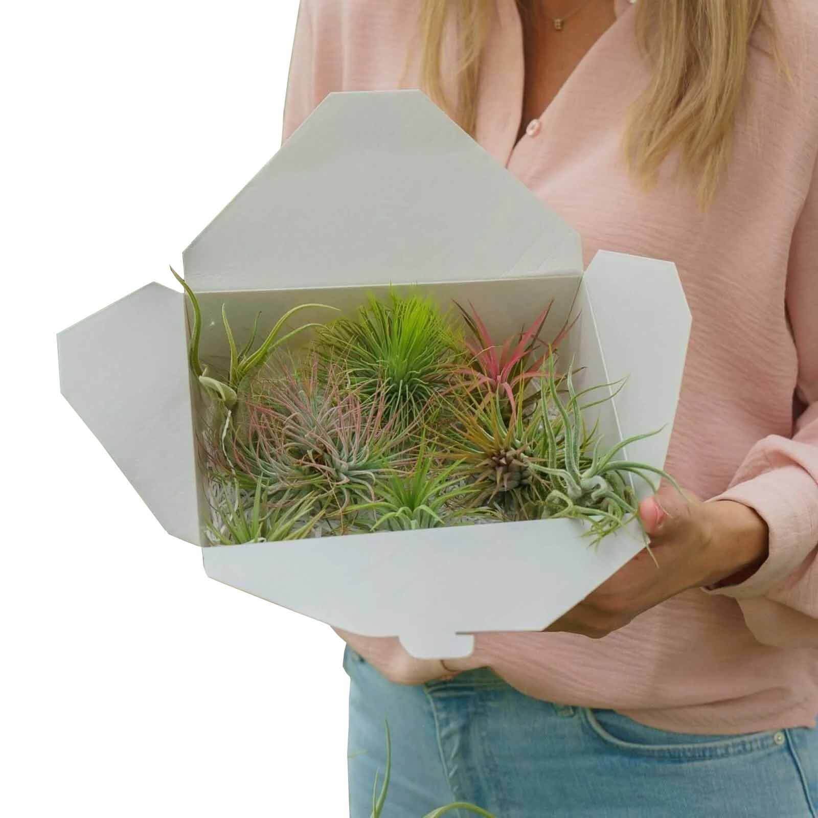 Airplant Surprise Box